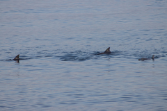 Delphininae