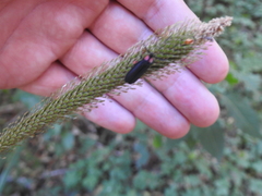 Pyractonema