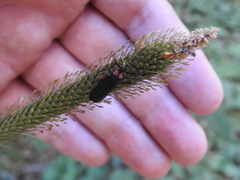 Pyractonema