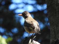 Austral Thrush photo 6