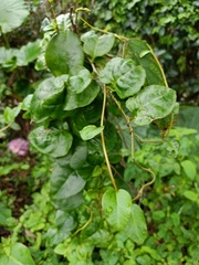 Anredera cordifolia