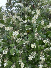 Comarostaphylis