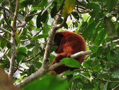 Alouatta sara