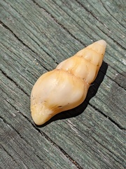 Nodopelagia brazieri