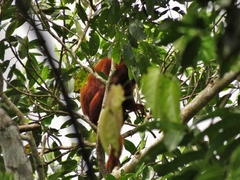 Alouatta sara