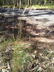 Rytidosperma longifolium