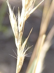 Rytidosperma longifolium