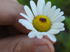 Arthrobrachus nigromaculatus