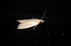 Bactra noteraula