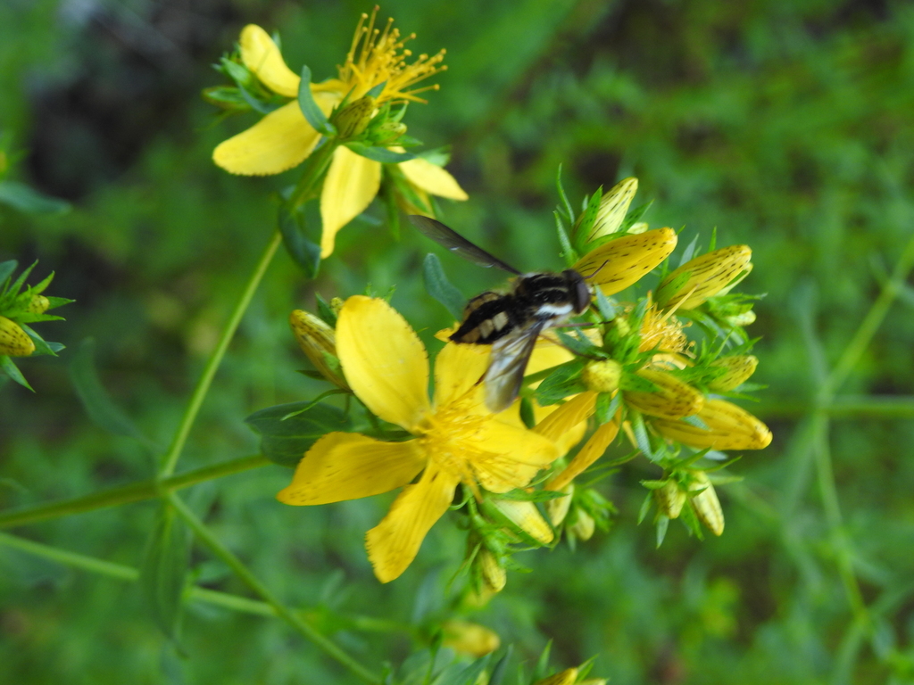 Trichophthalma jaffueli