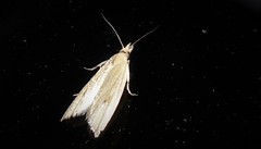Bactra noteraula