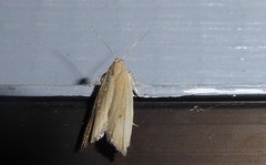 Bactra noteraula