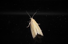 Bactra noteraula