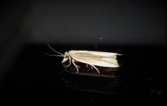Bactra noteraula