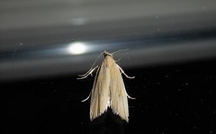 Bactra noteraula