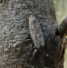 Ericrypsina chorodoxa