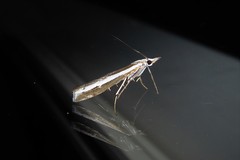 Orocrambus vittellus