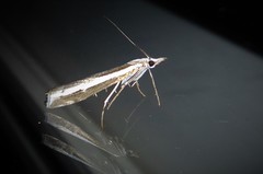 Orocrambus vittellus