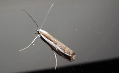 Orocrambus vittellus