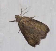 Olethreutes exoletum