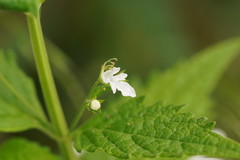 Teucrium corymbosum