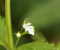 Teucrium corymbosum