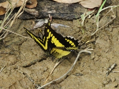 Heraclides thoas cinyras