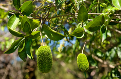 Bignonia callistegioides