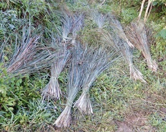 Eriochrysis rangacharii