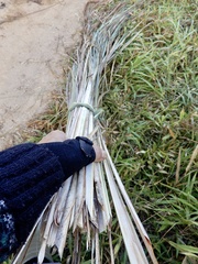 Eriochrysis rangacharii