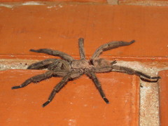 Dolichothele exilis