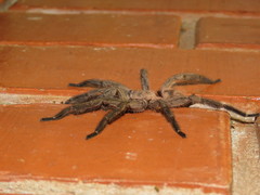 Dolichothele exilis