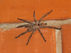Dolichothele exilis