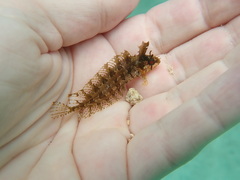 Heteroclinus roseus
