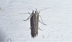 Orocrambus vittellus