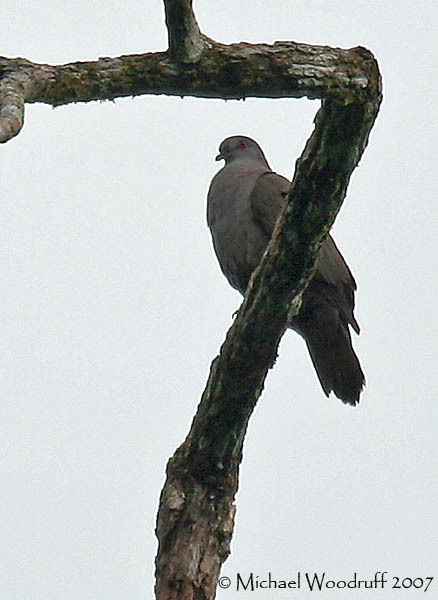 Dusky Pigeon