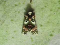 Heterochroma hypatia