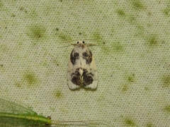 Disoidemata quadriplaga