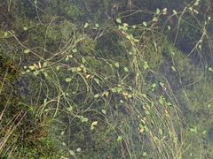 Ranunculus limoselloides