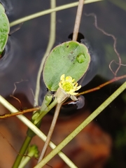 Ranunculus limoselloides