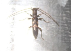 Notosphaeridion