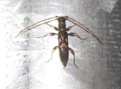 Notosphaeridion