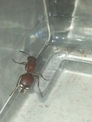 Pseudomethoca sanbornii