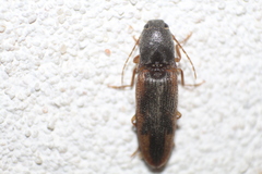 Conoderus scalaris