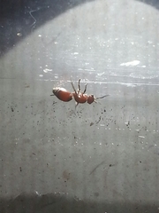 Pseudomethoca sanbornii