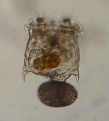 Plationus patulus