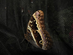 Caligo oberthurii