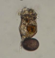 Plationus patulus