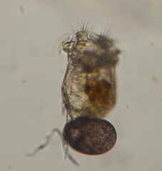 Plationus patulus
