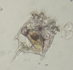 Plationus patulus